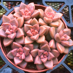 ヴェラヒギンズ☆グラプトペタルム☆多肉植物