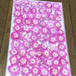 ①  macoronが作った可愛い桜ピンクのミニバラのドライフラワーです‼️
