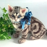 羊毛フェルトのアメリカンショートヘアの子猫