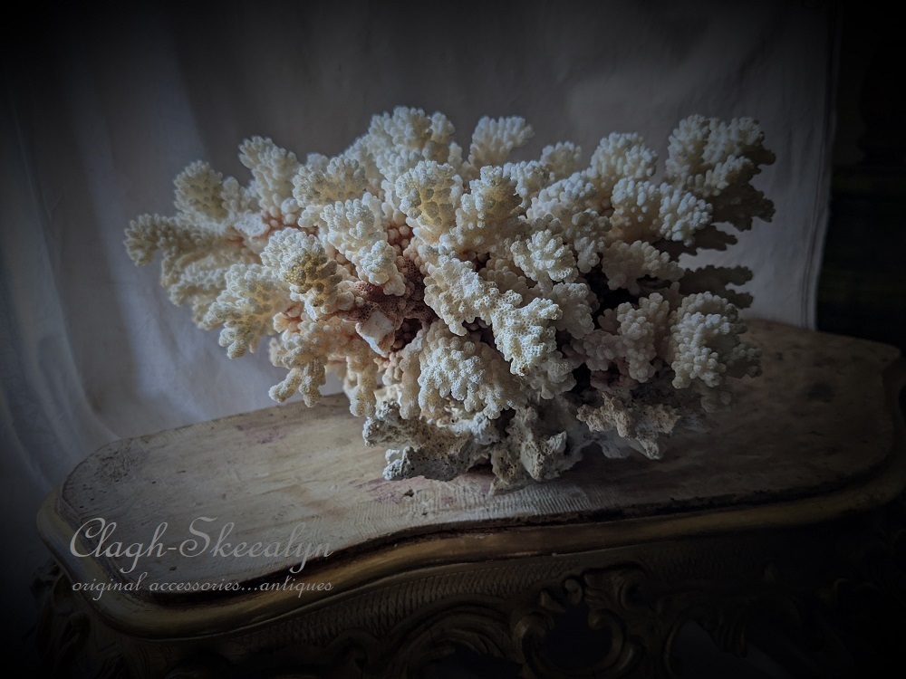 White Coral・ No.3】白珊瑚｜サンゴ｜ホワイトコーラル｜原木