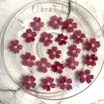 国産バーベナの押し花   4色セット✨