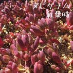 多肉植物 ヌビゲナム  抜き苗