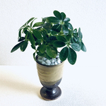 ハイドロカルチャー　カポック　小石原焼　陶器　観葉植物