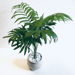 ハイドロカルチャー　テーブルヤシ　大きいサイズ　小石原焼　飛びかんな　陶器　観葉植物