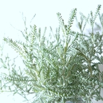 ●数量限定●新作●　雪の珊瑚礁　虫除け　 ”サントリーナ　鉢/受け皿セット（ホワイト鉢）”　シルバーリーフ　観葉植物　サントリナ　人気　ハーブ