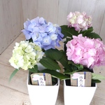 四季咲き♡霧島の恵♡紫陽花♡ガクアジサイ♡鉢ごと♡