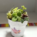 多肉植物の寄せ植え 鉢付き 🪴🌵