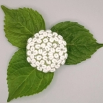 刺繍ブローチ・ヘアゴム  花《白い紫陽花...アナベル》×グリーン  手刺繍くるみボタン