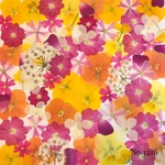 ♡new♡作家様必見♡押し花MIXセット♡押し花セット