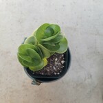 多肉植物❤モロコエンシス❤抜き苗