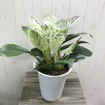 大株♡  株立ち  フィロデンドロンバーキン  Philodendron 'Birkin' 6号鉢 ホワイトプラ鉢 