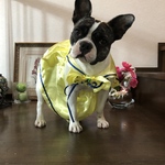 犬用、めちゃ可愛い撮影用衣装、インスタ映え