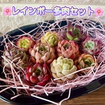 【再再販】🌸レインボー多肉セット🌸【予約受付ホーム】【限定販売】