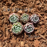 【韓国苗】エケベリア スカイワールド 1苗  420円 カット苗