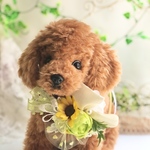 犬お花チョーカー≪ヒマワリ≫　写真撮影　トリミング　首飾り　犬猫アクセサリー　ヘッドアクセ