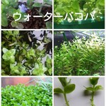 ウォーターバコパ100本　在庫限りです