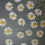 押し花素材(マルバヒナヒメギク)