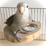 とりさんの　まったりステージ