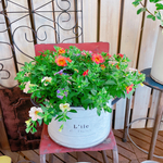 大きめ！現品♡【カリブラコアミックス寄せ植え】ナチュラルガーデニング♡ホワイト系ブリキ鉢入り♪色の変化も楽しめるお花！