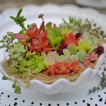 多肉植物＆セダム寄せ植え_白いシェルトレー[002]