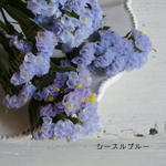 ドライ♡スターチス　シースルーブルー