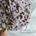 ドライ♡スターチス　シンジーシルバー