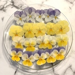 国産ビオラの押し花 アソート 4色ビオラアソート