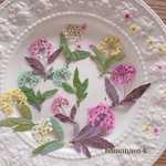 【押花素材89】バーベナ　ロベリア　感謝状　結婚証明書　レジン　アクセサリー　スマホケース　ピアス　ネックレス