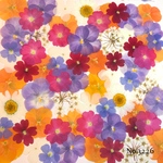 ♡new♡作家様必見♡押し花MIXセット♡押し花セット