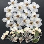 S-19  押し花　なしの花 つぼみ付き