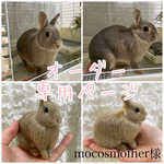 mocosmother様専用　オーダーメイド　羊毛フェルト　うさぎ　Lサイズ