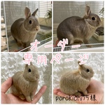 pirokichi75様専用ページ　羊毛フェルト　うさぎ　オーダーメイド　Mサイズ