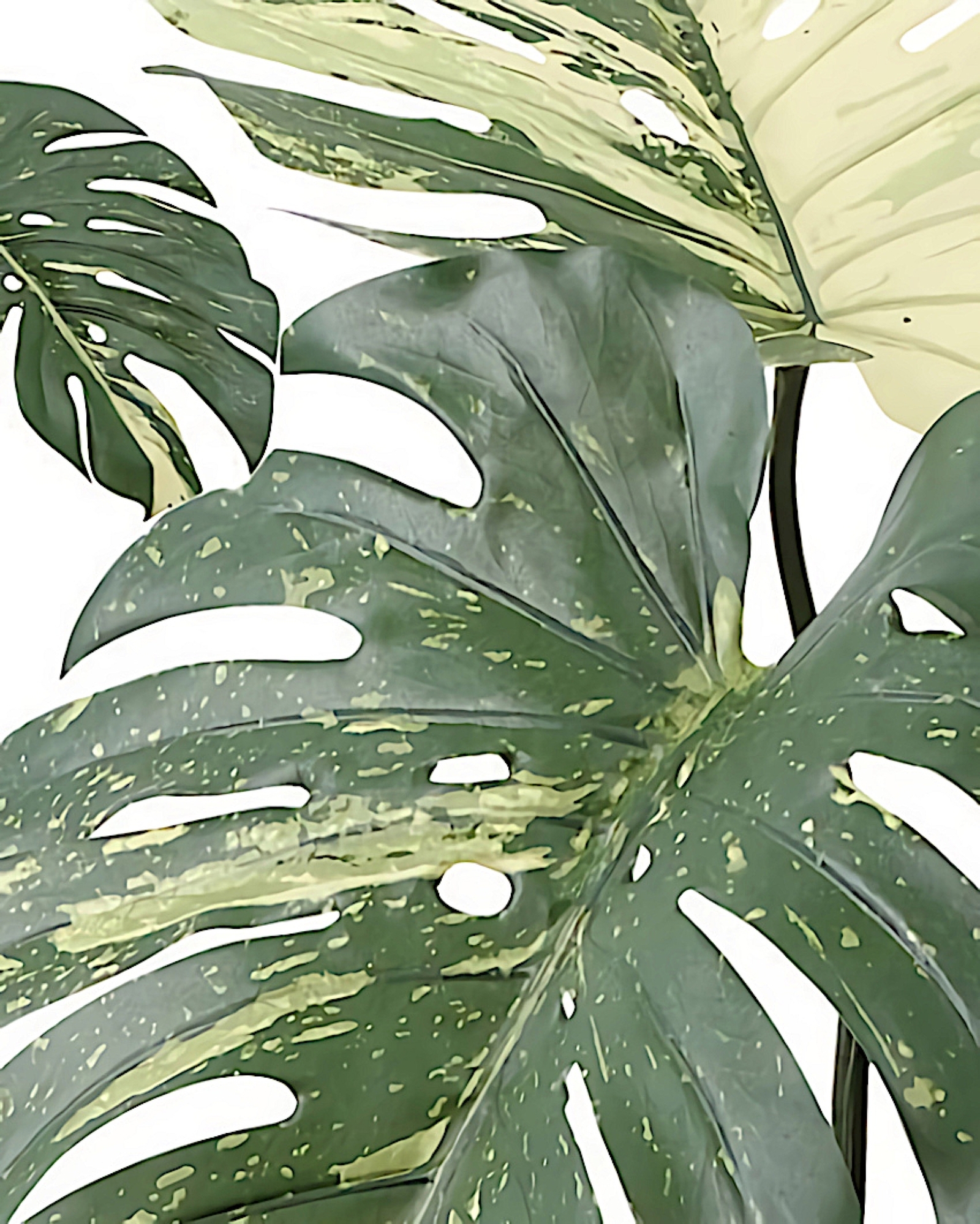 光触媒 人工観葉植物 ウォールグリーン フェイク フラワー 斑入り 