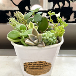 多肉植物 寄せ植え 鉢付き♪🪴