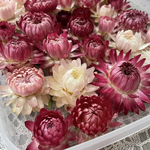  ヘリクリサム   35輪🌸ピンク系　5㎝~2㎝  バラエティサイズ　 帝王貝細工