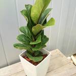 送料無料！すごく珍しい‼6寸バンビーノ☆観葉植物