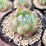 【再再再販】【多肉植物】ストロベリーアイス
