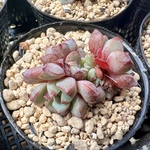 Subcorymbosa【多肉植物】サブコリンボサ