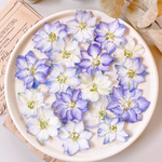【押し花素材】ラークスパー　紫グラデーション