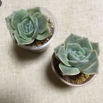 ラブリーローズ 抜き苗 