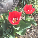 D様専用