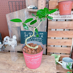 現品のみ♡【くねっとベンガレンシス】レッド系ブリキ鉢！素敵な観葉植物♪ナチュラル植物インテリア！お手頃サイズ