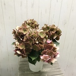 秋色  変化中  ハイドランジア  アジサイ  レッドビューティー