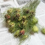 ドライフラワー  ニゲラ  30本