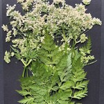 S-29  押し花　しゃく 花・葉
