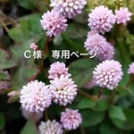 C様専用ページ