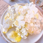 【ドライフラワー】紫陽花　イエローグラデーション