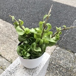 ホヤ　カルノーサ　コンパクタ　3.5号