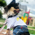 犬服 BOX Tシャツ 名入れ