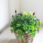 【再再再販】ミントとラベンダーの寄せ植えギャザリング